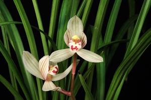 Cym. tortisepalum 'Tang Shan Lotus' HCC 76 pts.